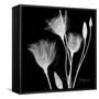 Gentian Xray 1-Albert Koetsier-Framed Stretched Canvas