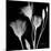 Gentian Xray 1-Albert Koetsier-Mounted Art Print