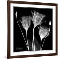 Gentian Xray 1-Albert Koetsier-Framed Art Print