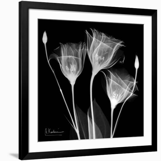 Gentian Xray 1-Albert Koetsier-Framed Art Print