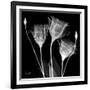 Gentian Xray 1-Albert Koetsier-Framed Art Print