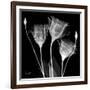 Gentian Xray 1-Albert Koetsier-Framed Premium Giclee Print