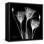 Gentian Xray 1-Albert Koetsier-Framed Stretched Canvas