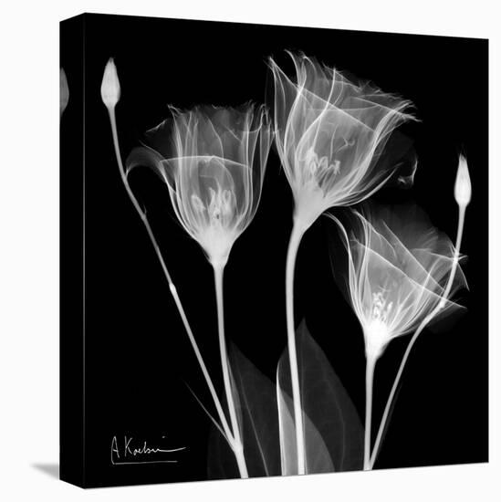 Gentian Xray 1-Albert Koetsier-Stretched Canvas