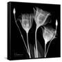 Gentian Xray 1-Albert Koetsier-Framed Stretched Canvas