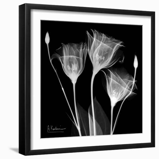 Gentian Xray 1-Albert Koetsier-Framed Art Print