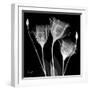 Gentian Xray 1-Albert Koetsier-Framed Art Print