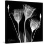 Gentian Xray 1-Albert Koetsier-Stretched Canvas