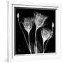 Gentian Xray 1-Albert Koetsier-Framed Art Print