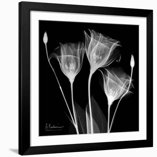 Gentian Xray 1-Albert Koetsier-Framed Art Print