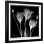 Gentian Xray 1-Albert Koetsier-Framed Art Print