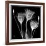 Gentian Xray 1-Albert Koetsier-Framed Art Print