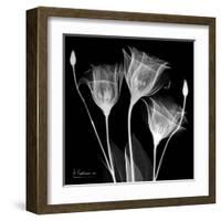 Gentian Xray 1-Albert Koetsier-Framed Art Print