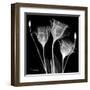 Gentian Xray 1-Albert Koetsier-Framed Art Print