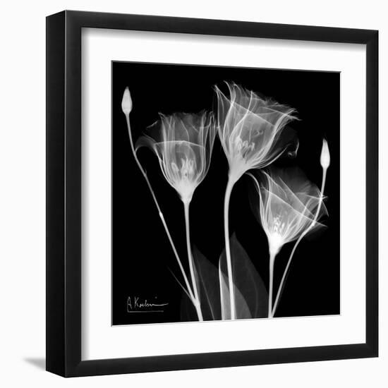 Gentian Xray 1-Albert Koetsier-Framed Art Print