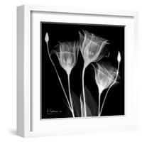 Gentian Xray 1-Albert Koetsier-Framed Art Print