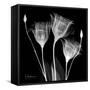 Gentian Xray 1-Albert Koetsier-Framed Stretched Canvas