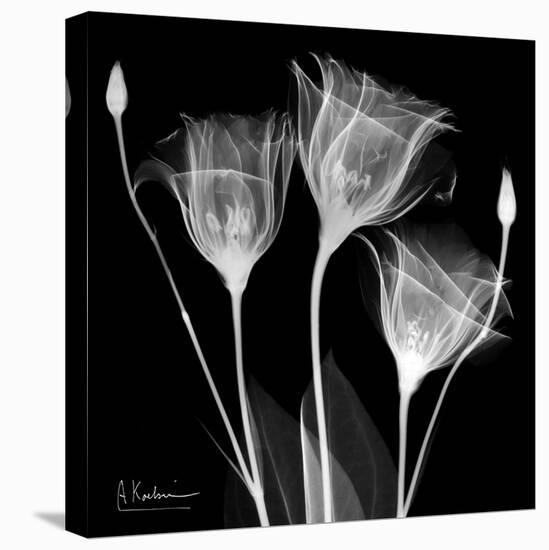 Gentian Xray 1-Albert Koetsier-Stretched Canvas