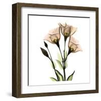 Gentian-Albert Koetsier-Framed Art Print