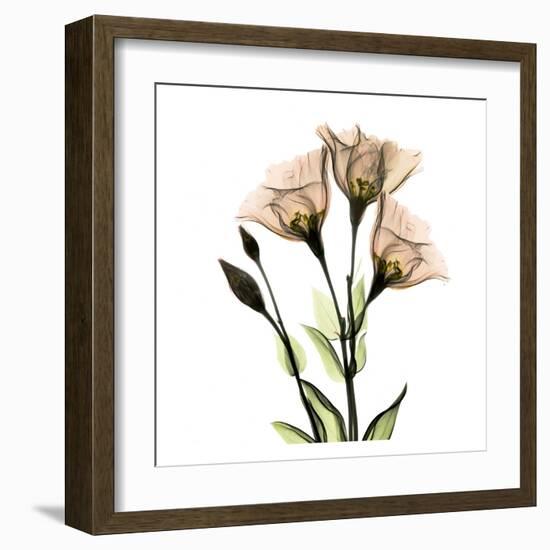 Gentian-Albert Koetsier-Framed Art Print