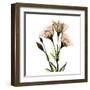 Gentian-Albert Koetsier-Framed Art Print