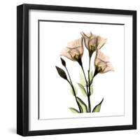 Gentian-Albert Koetsier-Framed Art Print