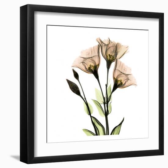 Gentian-Albert Koetsier-Framed Art Print