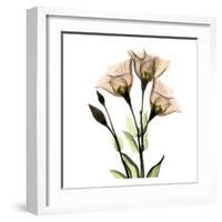 Gentian-Albert Koetsier-Framed Art Print