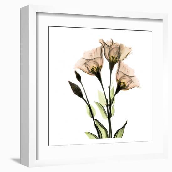 Gentian-Albert Koetsier-Framed Art Print