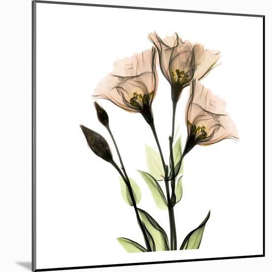 Gentian-Albert Koetsier-Mounted Art Print