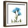 Gentian-Albert Koetsier-Framed Art Print