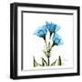 Gentian-Albert Koetsier-Framed Art Print