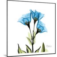 Gentian-Albert Koetsier-Mounted Art Print