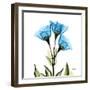 Gentian-Albert Koetsier-Framed Art Print