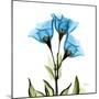 Gentian-Albert Koetsier-Mounted Art Print