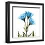 Gentian-Albert Koetsier-Framed Art Print