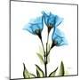 Gentian-Albert Koetsier-Mounted Art Print