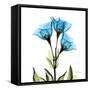 Gentian-Albert Koetsier-Framed Stretched Canvas