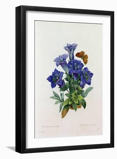 Gentiana Acaulis (Coloured Engraving)-Pierre-Joseph Redouté-Framed Giclee Print