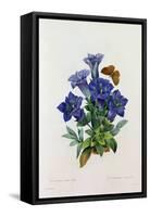 Gentiana Acaulis (Coloured Engraving)-Pierre-Joseph Redouté-Framed Stretched Canvas