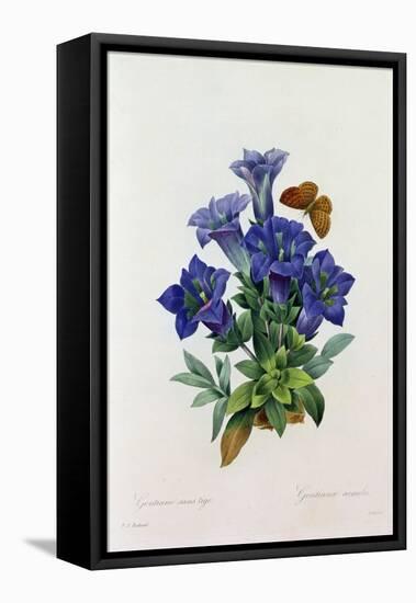 Gentiana Acaulis (Coloured Engraving)-Pierre-Joseph Redouté-Framed Stretched Canvas