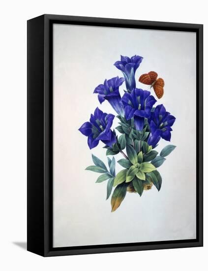 Gentiana Acaulis or Stemless Blue Gentian, from Choix des plus belles fleurs, 1827-33-Pierre-Joseph Redouté-Framed Stretched Canvas
