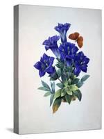 Gentiana Acaulis or Stemless Blue Gentian, from Choix des plus belles fleurs, 1827-33-Pierre-Joseph Redouté-Stretched Canvas