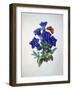 Gentiana Acaulis or Stemless Blue Gentian, from Choix des plus belles fleurs, 1827-33-Pierre-Joseph Redouté-Framed Giclee Print