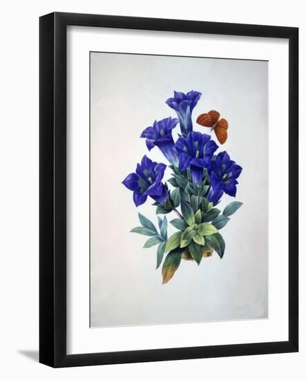 Gentiana Acaulis or Stemless Blue Gentian, from Choix des plus belles fleurs, 1827-33-Pierre-Joseph Redouté-Framed Giclee Print