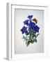 Gentiana Acaulis or Stemless Blue Gentian, from Choix des plus belles fleurs, 1827-33-Pierre-Joseph Redouté-Framed Giclee Print