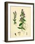 Gentiana Eu-Amarella Autumnal Gentian-null-Framed Giclee Print