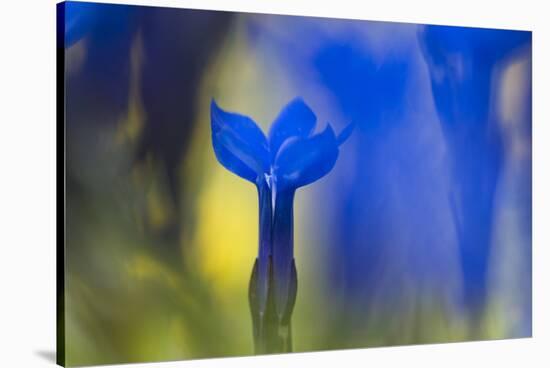 Gentiana Orbicularis Flowers, Liechtenstein, June 2009-Giesbers-Stretched Canvas