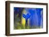 Gentiana Orbicularis Flowers, Liechtenstein, June 2009-Giesbers-Framed Photographic Print