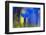 Gentiana Orbicularis Flowers, Liechtenstein, June 2009-Giesbers-Framed Photographic Print